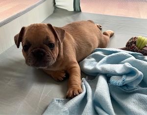 französische Bulldoggen welpen