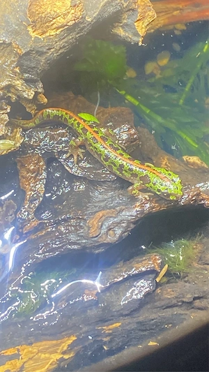 Zwerg-Marmormolch (Triturus pygmaeus - süiberischer Marmormolch - südiberischer Rippenmolch)
