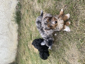 Chipoo, Chihuahua x Zwergpudel, ähnlich Maltipoo