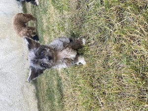 Chipoo Mädchen, Zwergpudel x Chihuahua, ähnlich Maltipoo
