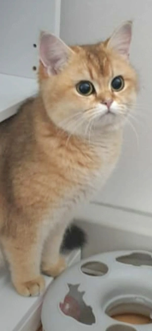 Reinrassige Bkh Katze sucht neues Zuhause