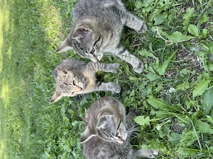 3 Katzenkater suchen liebevolles Zuhause