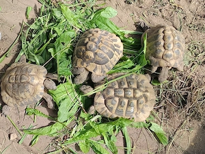 bis zu 4 griechische Landschildkröten abzugeben