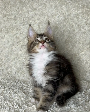 Prächtiges männliches Maine-Coon-Kätzchen