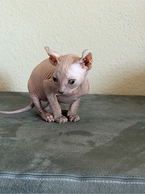 Sphynx-Katze