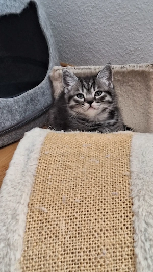 Reinrassige BKH Kitten