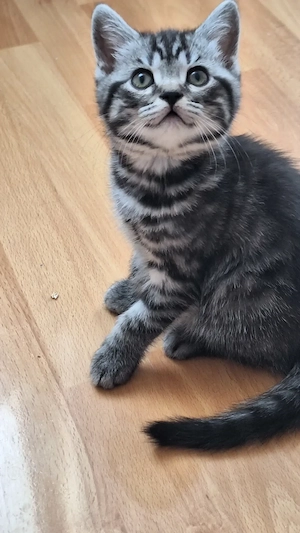 Reinrassige BKH Kitten