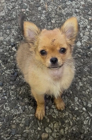 Chihuahua Welpe, Rüde, langhaar