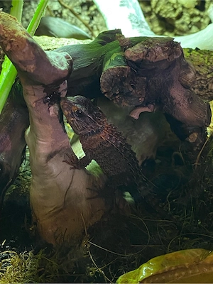 Buschkrokodile zu vermitteln 
