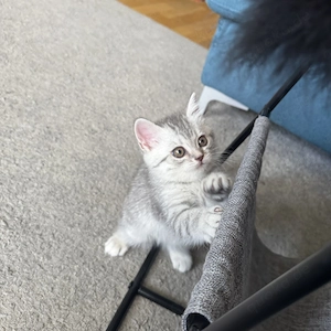 Babykatter BKH ,sucht ein neues Hause