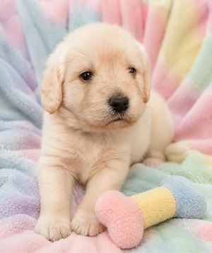 Labradoodle Welpen Doodle  ähnlich Goldendoodle F1 Medium erfahrene liebevolle Familienaufzucht