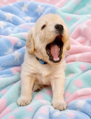 Labradoodle Welpen Doodle  ähnlich Goldendoodle F1 Medium erfahrene liebevolle Familienaufzucht