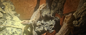3x Bartagamen 12Monate alt  mit oder ohne terrarium 