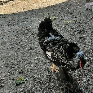Barnevelder Junghähne