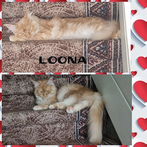 Maine Coon 