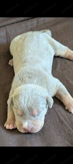 American Bully xl Welpen ABKC