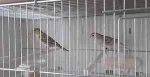 Kanarienvogel-Paar Agat Topas Gelb Mosaik   Jahrgang 2025