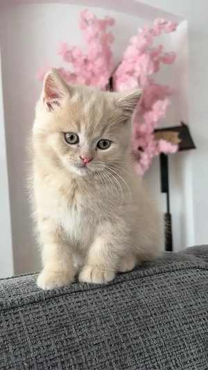 bkh kitten 