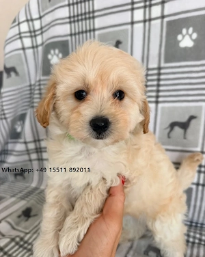 Maltipoo-Welpen in wunderschönen Farben   bereit für ihr Zuhause für immer.