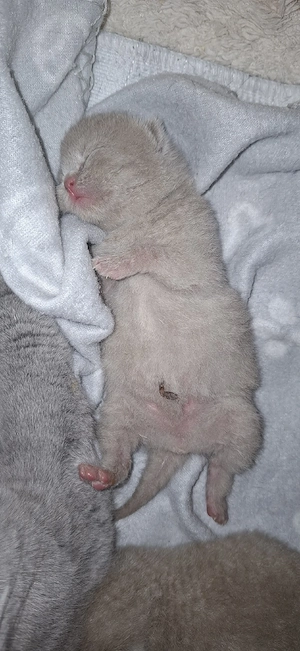 BKH Kitten Reinrassige  