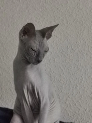 Don Sphynx Geschwister 