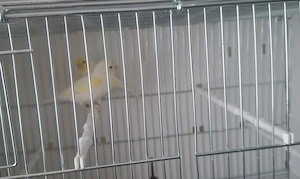 Kanarienvogel-Paar Gelb Mosaik   Jahrgang 2025
