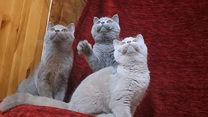 BkH Kitten umzugsbereit. 