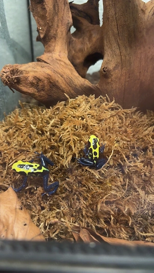Dendrobates tinctorius 1.1