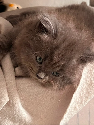 BKH Kitten, 8 Wochen alt, verspielt und gesund
