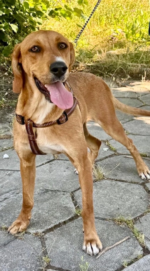 Zara eine warmherzige grosse Hündin Bild 3