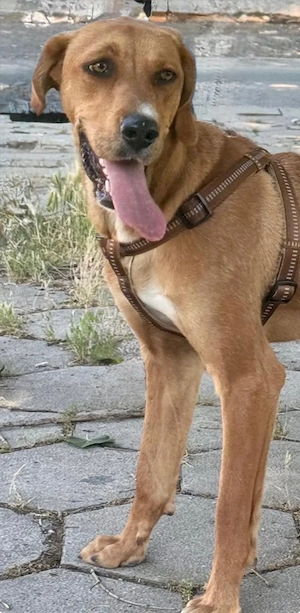 Zara eine warmherzige grosse Hündin Bild 2