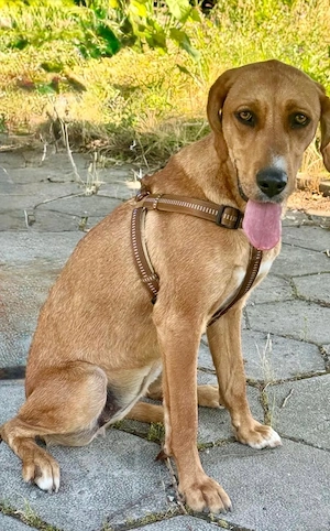 Zara eine warmherzige grosse Hündin Bild 4