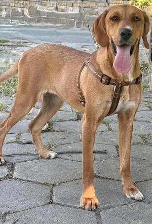 Zara eine warmherzige grosse Hündin Bild 5