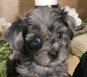 ** Mini Yorkiepoo Welpen ** 2-3 kg Toypudel x Merle Biewer Yorkshire Terrier wie Maltipoo