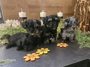** Mini Yorkiepoo Welpen ** Toypudel x Merle Biewer Yorkshire Terrier wie Maltipoo