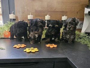 ** Mini Yorkiepoo Welpen ** 2-3 kg Toypudel x Merle Biewer Yorkshire Terrier wie Maltipoo