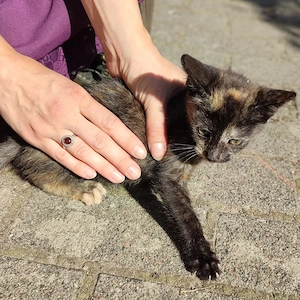 Babykatzen zu verschenken 