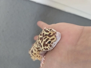 XL.  Leopardgecko abzugeben 