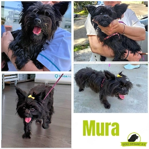 Mura war nicht mehr gewollt