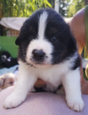 Australian Shepherd Welpen 