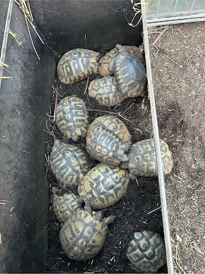 Dalmatinische Landschildkröten