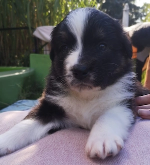 Australian Shepherd Welpen 