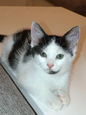 Katze kitten weiblich 