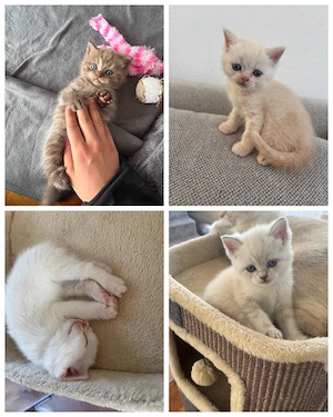 Reinrassige BKH Kitte 