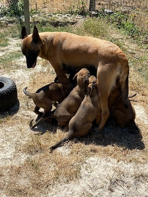 reinrassige Malinois Welpen 
