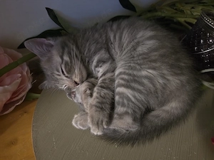Babykatze Kater abgabebereit. 