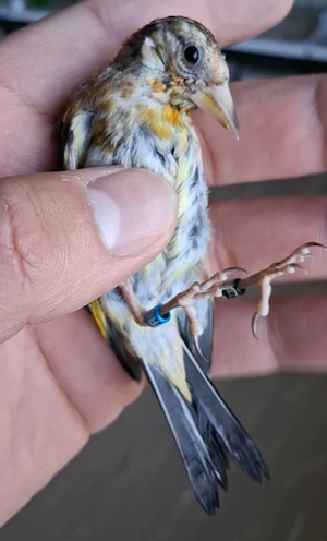 Stiglitz Parva