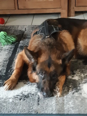 Deutscher Schäferhund sucht ein neues liebevolles zuhause