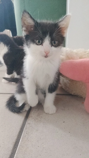 Rocky sucht ein zuhause 