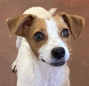 Zärtliche NARI, verspielt und verschmust - der perfekte Familienhund!